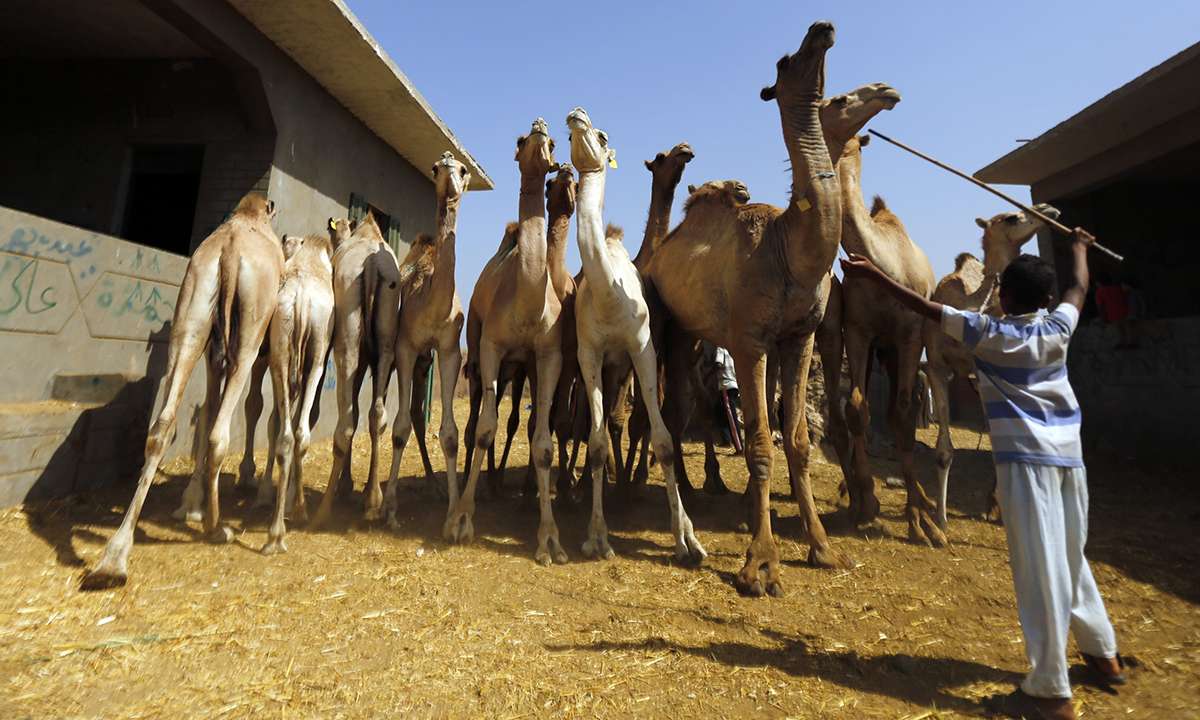Tour to Camel Market of Birqash From Cairo
