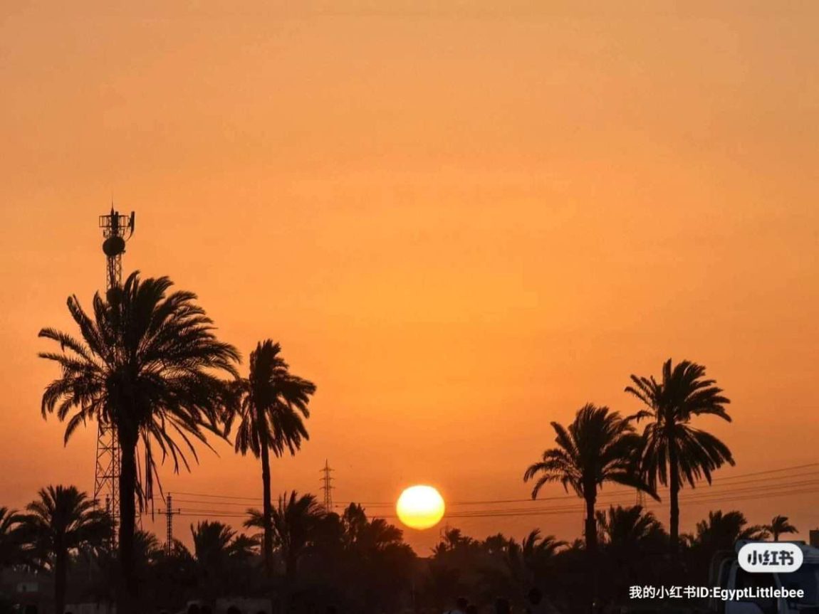 Vivid desert sunset in Egypt near Cairo and Fayoum with palm trees, ideal for Giza Pyramid tours and Fayoum desert safari experiences
