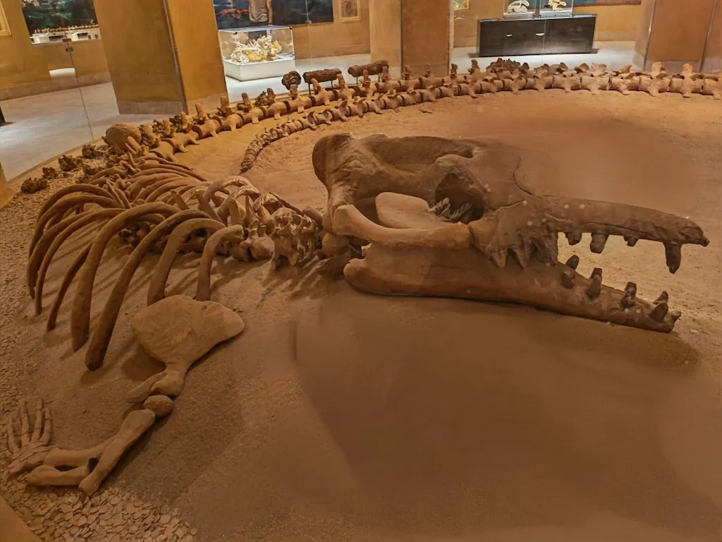 Read more about the article Fayoum Day Trip from Cairo: Explore Wadi Al Hitan, Whale Valley & Desert Safari Adventure