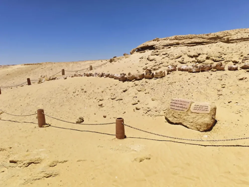 Lee más sobre el artículo Wadi El Rayan Sunset Experience