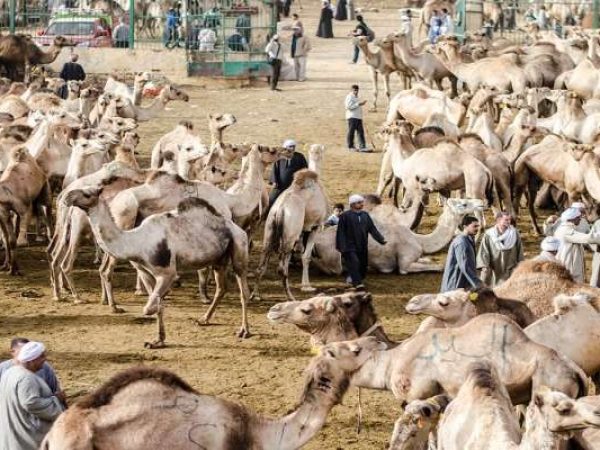 Camel market in Birqash near Cairo, showing camels and local traders. Title: Tour to the Camel Market of Birqash from Cairo