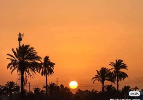 Vivid desert sunset in Egypt near Cairo and Fayoum with palm trees, ideal for Giza Pyramid tours and Fayoum desert safari experiences